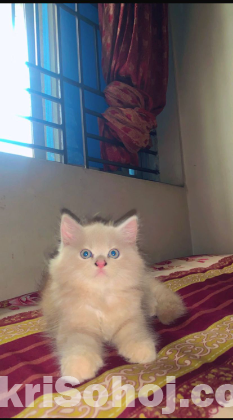 Persian Cat